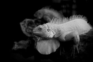 VYMを使った少額積み立て投資のメリットは？