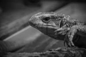 株価を見やすくするアプリはどれがおすすめ？